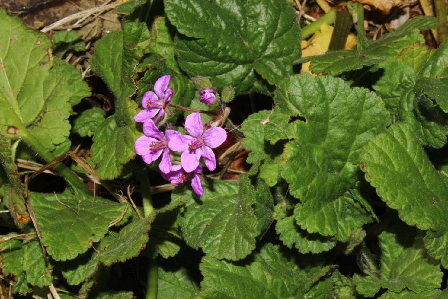 Erodium malacoides (Geraniaceae)